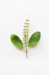 Holy Basil Fresh Leaves Stock Photo