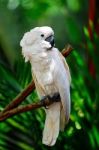 Moluccan Cockatoo Stock Photo