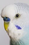 Common Pet Parakeet Stock Photo