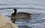 Beautiful Background With Amazing American Coot In The Lake Stock Photo