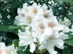 Rhododendron-flowers,in Park Stock Photo