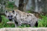 Spotted Hyena Stock Photo