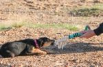 Mongrel Dog Puppy Playing On The Beach Stock Photo