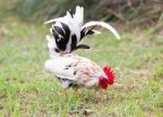 White Bantam Stock Photo