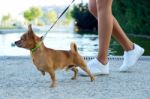 Beautiful Young Woman Walking With Her Dog In The Park Stock Photo