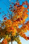 Autumn Leaves Stock Photo