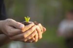 Hands Holding Seedleng Stock Photo