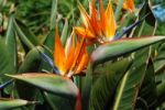 Strelitzias, Bird Of Paradise Flower Stock Photo