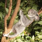 Cute Australian Koala Resting During The Day Stock Photo