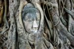 Head Of Buddha In Tree Stock Photo