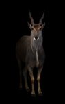 Eland Standing In The Dark Stock Photo