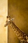 Giraffe On A Zoo Stock Photo