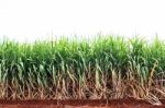 Sugarcane On Dry Ground Stock Photo