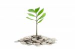 Tree Growing In A Pile Of Money Stock Photo