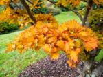 Acer Shirasawanum Cv Aureum In Autumn Colours Stock Photo