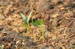 Seedling Stock Photo