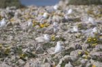 Young Seagulls Near The Cliffs Stock Photo