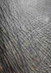 Elephant Skin Stock Photo