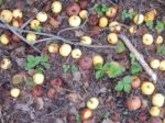 Various Food Growing And Cooked At Home Stock Photo