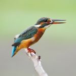 Female Common Kingfisher Stock Photo