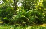 Tropical Rainforest Jungle Stock Photo