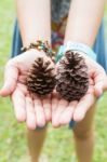 Dry Pine Cones Stock Photo