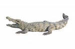 Crocodile  Stock Photo