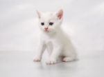 Kitten Sit On The Floor Stock Photo