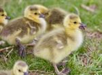 Beautiful Background With Several Cute Funny Chicks Of Canada Geese Stock Photo