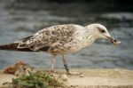 Juvenile Seagull Stock Photo