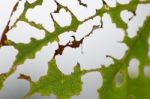 Damage  Leaf With Holes Stock Photo