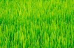 Green Grass Rice Field Stock Photo