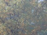 Autumn Tree Foliage Texture Stock Photo