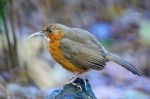 Rusty-cheeked Scimitar-babbler Stock Photo