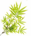 Green Bamboo Leaves On White Background Stock Photo