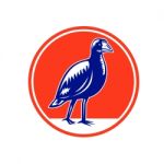 South Island Takahe Circle Woodcut Stock Photo