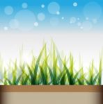 Grass Background Stock Photo