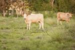 Country Cows Stock Photo