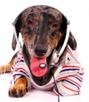 Dog With Headset Stock Photo
