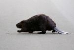 The North American Beaver Is Going Across The Road Stock Photo