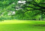 Green Trees In Park Stock Photo