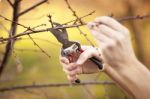 Pruning Fruit Tree - Cutting Branches At Spring Stock Photo