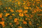 Yellow Cosmos Flowers Stock Photo