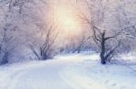 White Trees In Frosty Winter Morning Stock Photo