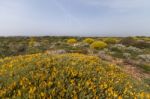 Landscape With Ulex Densus Shrubs Stock Photo