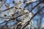 Cotinus Coggygria Stock Photo