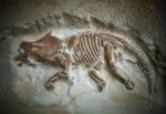 Dinosaur Fossils Stock Photo