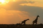 Giraffe Silhouette - African Wildlife - Galloping Life Of Color Stock Photo