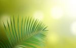 Green Leaves With Natural Background  Stock Photo