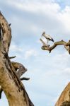 Asian Openbill (anastomus Oscitans) White Bird Standing Alone Stock Photo